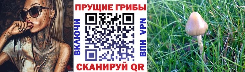 Галлюциногенные грибы мухоморы  Купить где  Большой Камень 